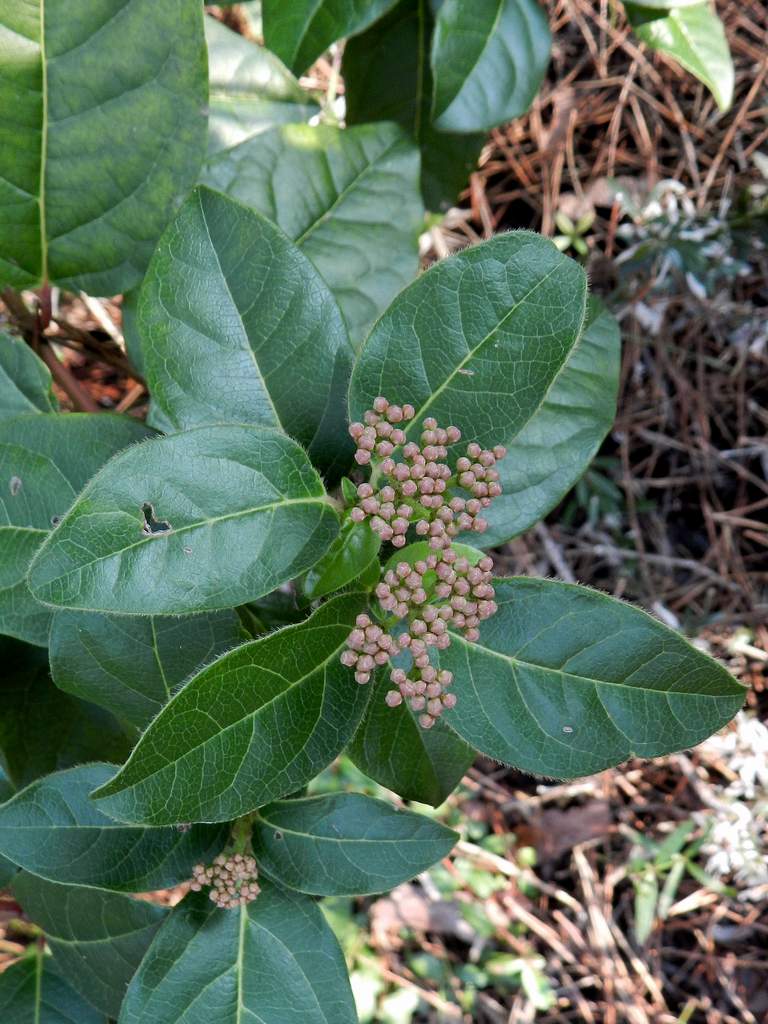 Lido di Venezia : Viburnum tinus